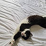 animal, bed, bedding, bedroom, black_and_white, blue_blanket, cat, ears, feline, fluffy, indoor, lying_down, paw, pet, pink_nose, relaxed, stretching, upside_down, whiskers, white_sheets