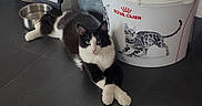 Manbo participe au concours pour gagner de l'argent avec cette photo : animal, black_and_white_cat, cat, cat_illustration, crossed_paws, feline, floor, fluffy_fur, food_container, green_eyes, indoor, lying_down, metal_bowl, pet, pet_food, portrait, royal_canin, tile, tuxedo_cat, whiskers