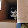 animal, black_and_white_cat, box, cardboard, cat, curious, eyes, face, fur, hideout, household, indoors, paws, peeking, pet, photography, pink_nose, portrait, sitting, whiskers
