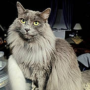 Chloe joined the competition — help win amazing prizes! cat, gray_cat, fluffy_fur, yellow_eyes, pet, domestic_cat, indoor, countertop, granite, feline, animal, portrait, sitting, long_hair, cute, whiskers, ears, face, fur, looking