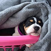 Bella Mia is registered to the contest to win money with this photo: puppy, dog, sleeping, blanket, basket, pink, gray, cozy, cute, pet, fur, rest, comfort, indoor, animal, young, face, collar, relaxed, napping