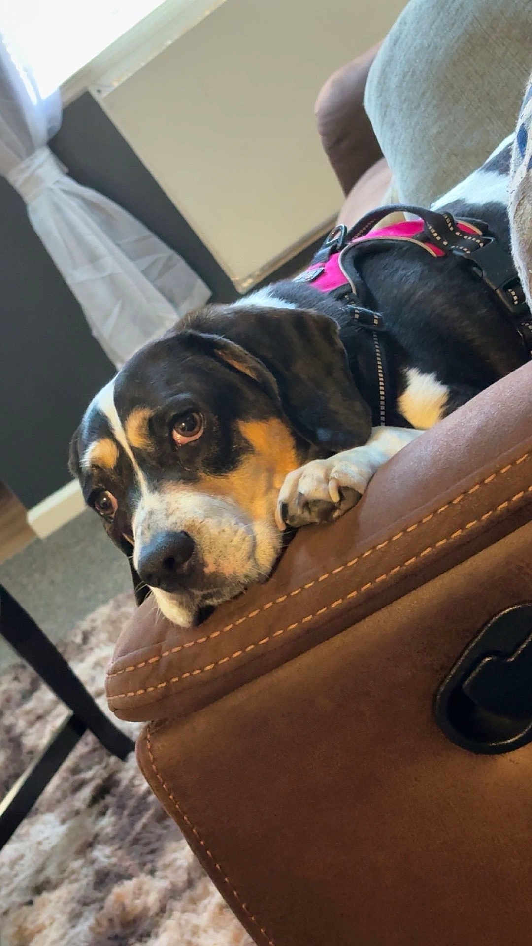 Bella Mia is registered to the contest to win money with this photo: dog, brown_leather_couch, pink_harness, indoor, living_room, carpet, window, curtain, resting, pet, canine, furniture, armrest, relaxed, closeup, portrait, paw, black_white_brown, domestic_animal, cozy
