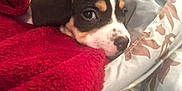 Bella Mia is registered to the contest to win money with this photo: puppy, dog, blanket, bed, cozy, resting, cute, snuggled, fur, sleepy, indoors, closeup, pet, animal, comfort, warm, young, brown, white, black