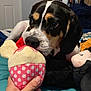 Bella Mia is registered to the contest to win money with this photo: dog, puppy, toy, plush_toy, polka_dot, hand, bed, blanket, indoor, pet, cute, black_and_white, brown, animal, playful, soft_toys, close_up, nibbling, cozy, curious
