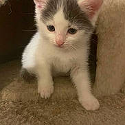 Snowflake is registered to the contest to win money with this photo: kitten, cat, white, gray, fur, pet, animal, cute, young, small, indoor, cozy, curious, paw, face, ears, whiskers, feline, soft, crouching