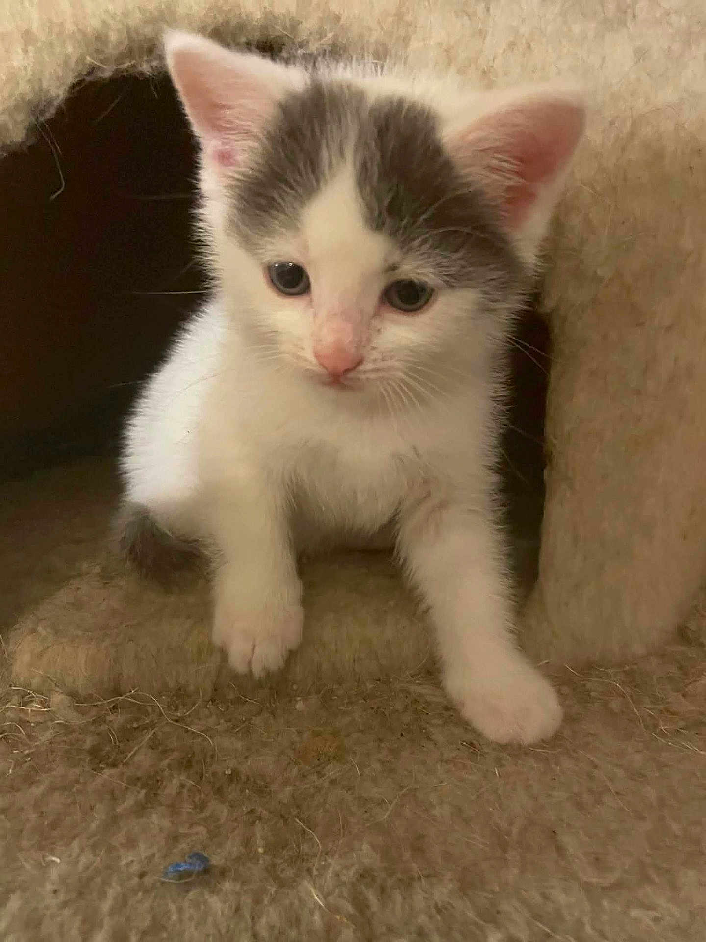 Snowflake is registered to the contest to win money with this photo: kitten, cat, white, gray, fur, pet, animal, cute, young, small, indoor, cozy, curious, paw, face, ears, whiskers, feline, soft, crouching