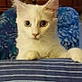 cat, white_cat, curious, wide_eyes, striped_fabric, blue_chair, indoor, pet, feline, whiskers, ears, nose, paws, portrait, animal, domestic_cat, closeup, looking, sitting, cozy