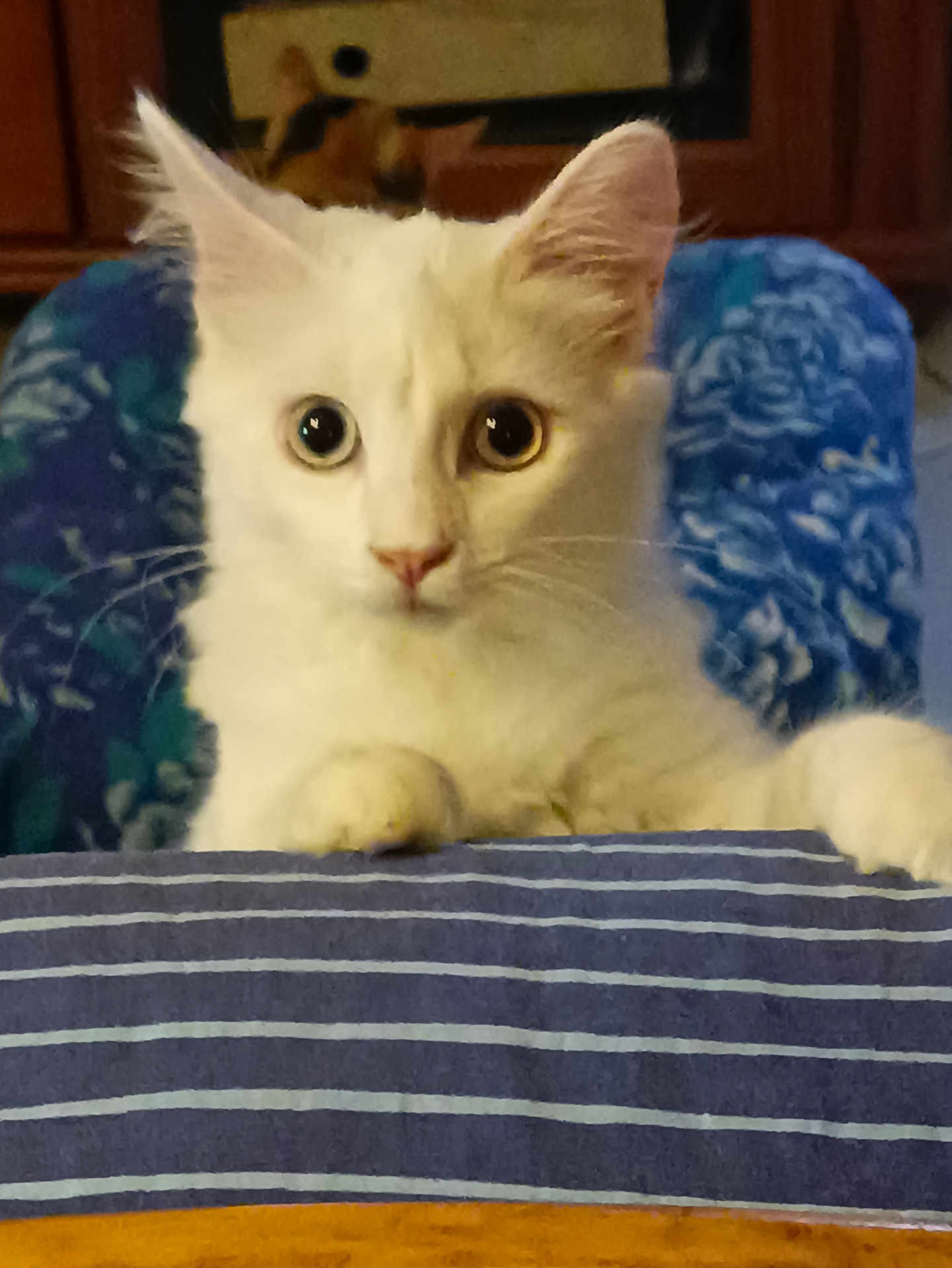 Saphyr a rejoint le concours — aidez-le/la à gagner de superbes lots ! cat, white_cat, curious, wide_eyes, striped_fabric, blue_chair, indoor, pet, feline, whiskers, ears, nose, paws, portrait, animal, domestic_cat, closeup, looking, sitting, cozy