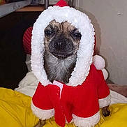 Youki participe au concours pour gagner de l'argent avec cette photo : dog, clothing, costume, red, white, yellow, blanket, pet, indoor, cute, small_dog, fur, face, animal, sitting, holiday, christmas, hood, paws, expression