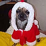 dog, clothing, costume, red, white, yellow, blanket, pet, indoor, cute, small_dog, fur, face, animal, sitting, holiday, christmas, hood, paws, expression
