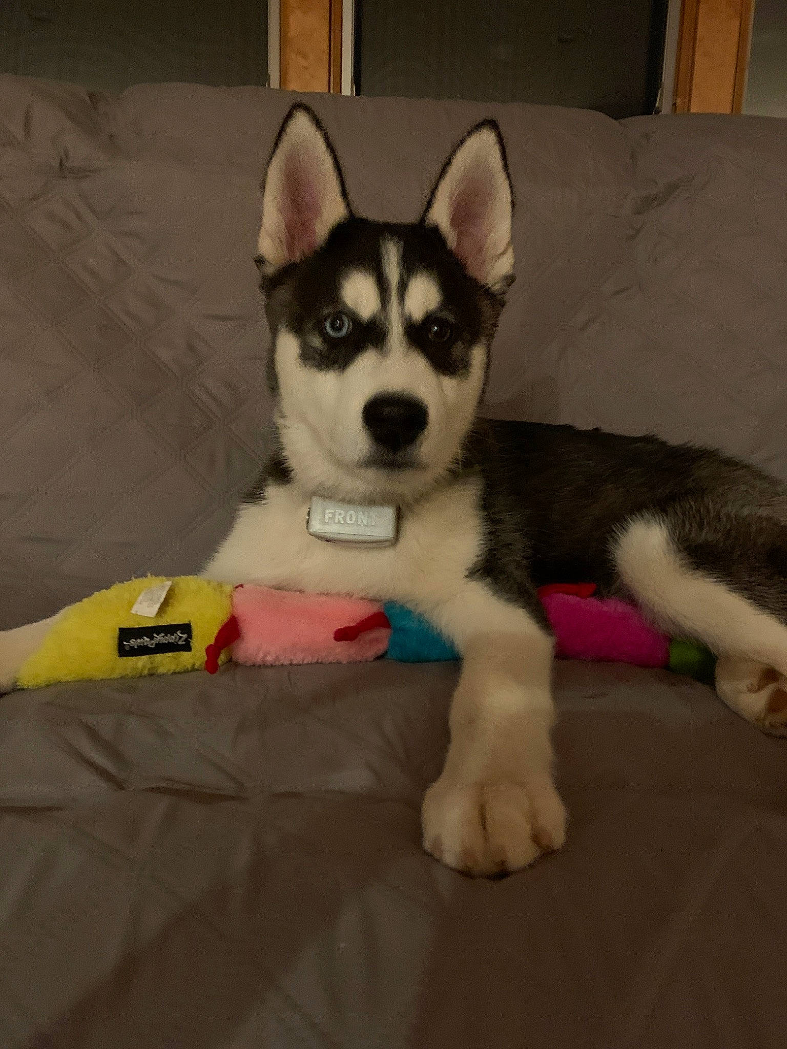Lukey is registered to the contest to win money with this photo: alaskan_klee_kai, alaskan_malamute, canadian_eskimo_dog, canidae, carnivore, dog, dog_breed, labrador_husky, mammal, miniature_siberian_husky, northern_inuit_dog, puppy, sakhalin_husky, seppala_siberian_sleddog, siberian_husky, sled_dog, snout, tamaskan_dog, vertebrate, wolfdog