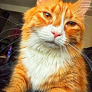 Cheeto joined the competition — help win amazing prizes! cat, orange_cat, ginger_cat, feline, pet, close_up, portrait, whiskers, fluffy, fur, paws, pink_nose, amber_eyes, domestic_cat, indoor, cozy, looking_at_camera, muzzle, cute, relaxed