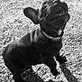 Arwen a rejoint le concours — aidez-le/la à gagner de superbes lots ! dog, puppy, french_bulldog, black_and_white, outdoor, gravel, sunlight, shadow, pet, animal, playful, young, collar, cute, expression, standing, closeup, fur, tongue, ears
