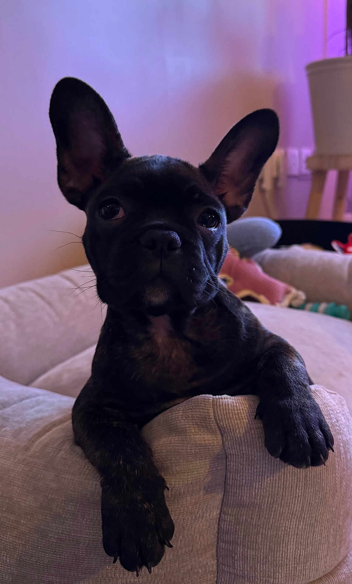 Arwen