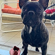 Arwen participe au concours pour gagner de l'argent avec cette photo : big_ears, black_dog, brindle_coat, chair, chewed_shoe, close_up, curious, cushion, dog, domestic, eyes, french_bulldog, nose, patio, pet, pink_slipper, portrait, puppy, tiled_floor, whiskers