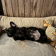 Arwen a rejoint le concours — aidez-le/la à gagner de superbes lots ! dog, puppy, black_dog, couch, sofa, plush_toy, stuffed_animal, relaxed, indoor, wooden_wall, pet, cute, lying_down, home, cozy, animal, fur, sleepy, companion, resting