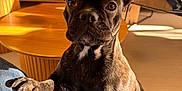 Arwen participe au concours pour gagner de l'argent avec cette photo : brindle_coat, closeup, curious, cute, dog, ears, eyes, floor, french_bulldog, indoor, living_room, paw, person_leg, pet, portrait, shadow, sofa, sunlight, tv, wooden_table