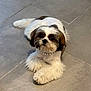 Lady joined the competition — help win amazing prizes! dog, pet, fluffy, white, brown, collar, pearl, floor, tile, cute, animal, small_dog, lying_down, indoors, fur, face, paw, companion, domestic_animal, looking_up