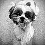 Lady is registered to the contest to win money with this photo: dog, puppy, fluffy, small_dog, pet, indoor, carpet, looking_up, black_and_white, cute, fur, animal, companion, adorable, close_up, portrait, young_dog, mammal, friendly, domestic_animal