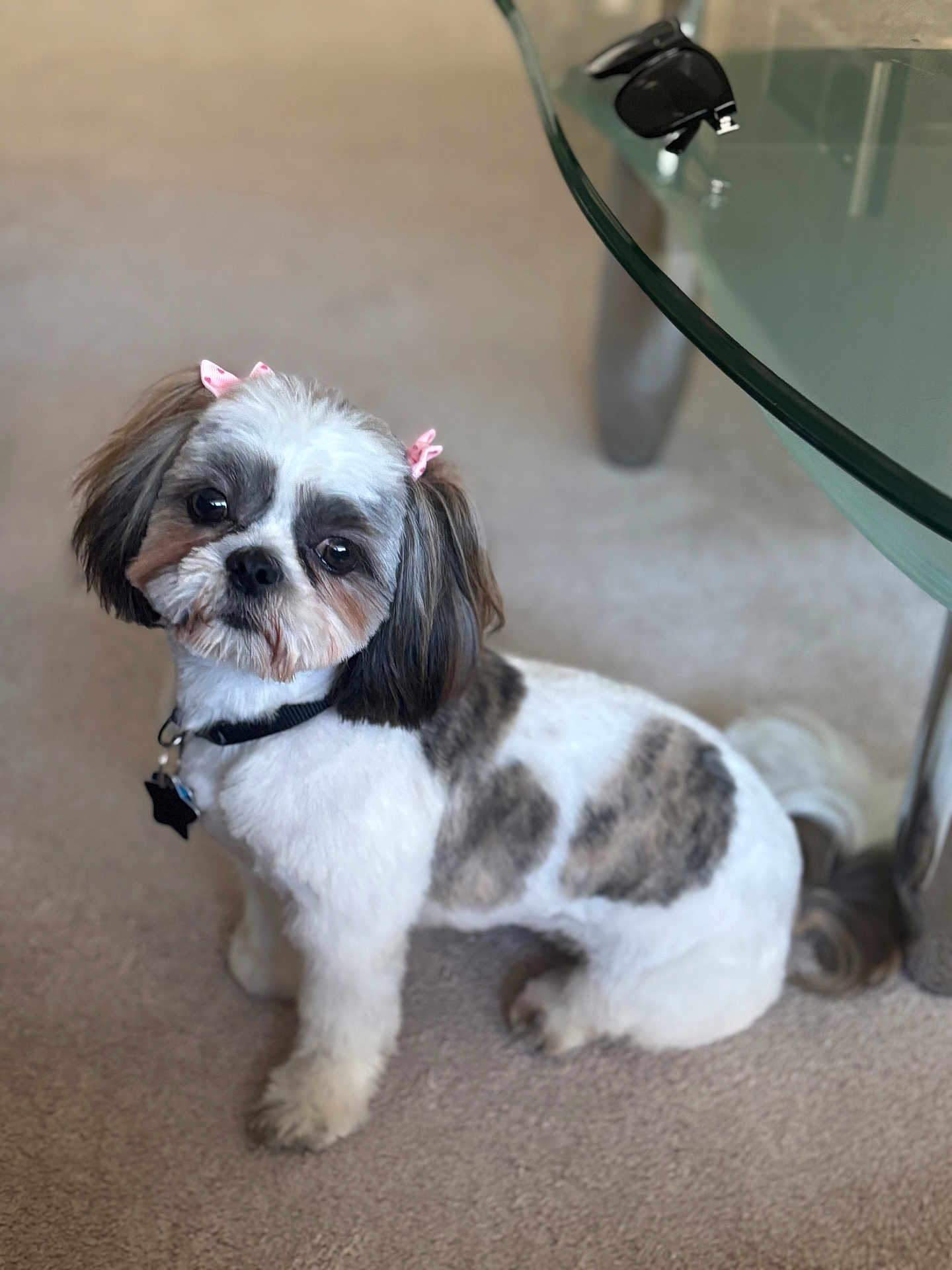 Lady joined the competition — help win amazing prizes! dog, small_dog, pet, indoor, carpet, glass_table, sunglasses, bow, cute, fluffy, white_fur, brown_patches, collar, floor, animal, domestic_animal, companion, adorable, looking_up, waiting