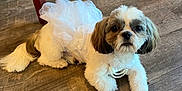Lady is registered to the contest to win money with this photo: dog, small_dog, pet, tutu, white_fur, brown_fur, pearl_necklace, floor, wooden_floor, indoors, chair_leg, cute, lying_down, looking_at_camera, fur, animal, domestic_animal, accessory, costume, portrait