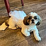 dog, small_dog, pet, tutu, white_fur, brown_fur, pearl_necklace, floor, wooden_floor, indoors, chair_leg, cute, lying_down, looking_at_camera, fur, animal, domestic_animal, accessory, costume, portrait