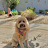 animal, backyard, bandana, black_nose, chiminea, dark_eyes, dog, floral_pattern, flowers, fluffy_dog, fur, garden, landscaping, outdoor, pet, portrait, sitting, small_dog, sunny, white_dog