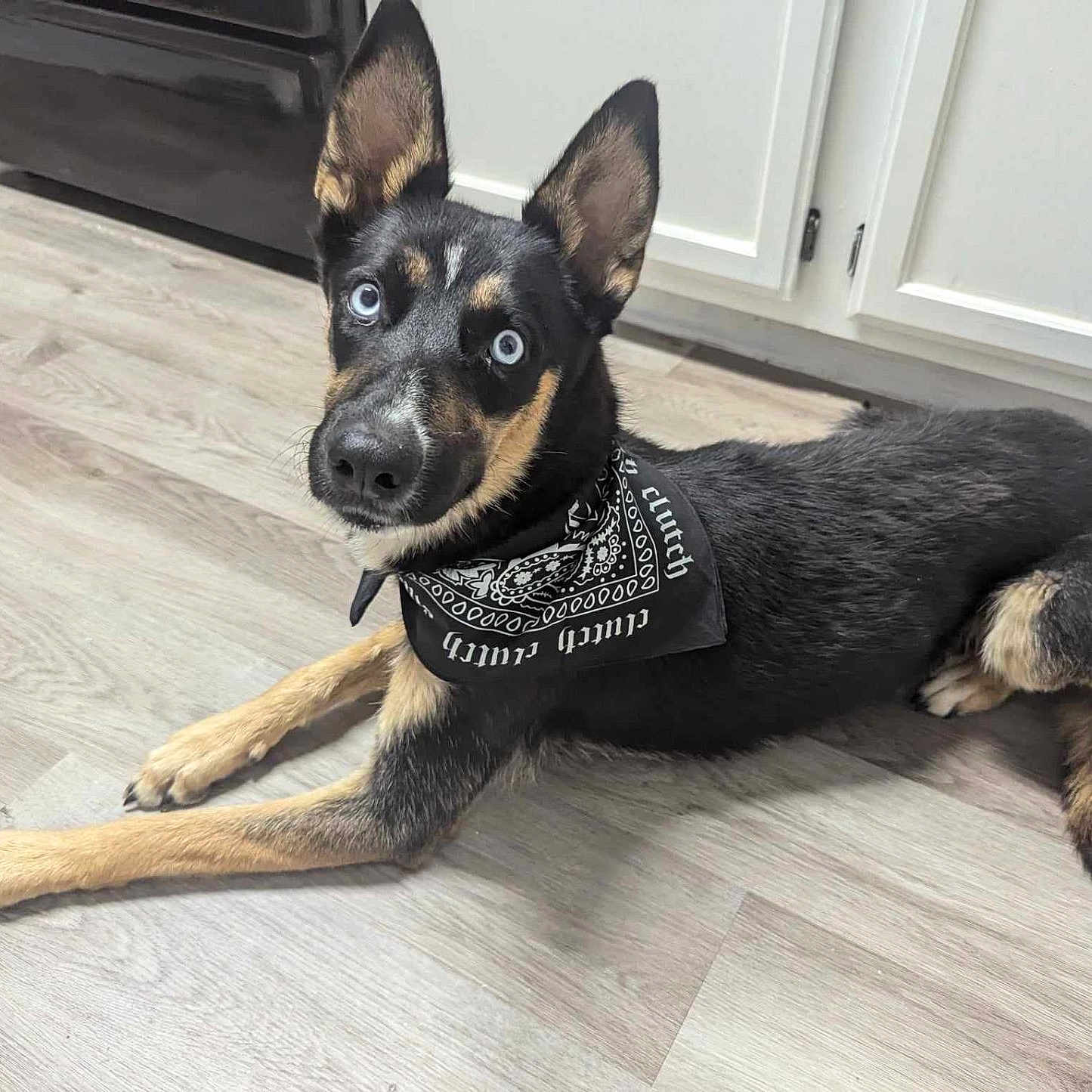 Sky is registered to the contest to win money with this photo: accessories, animal, bandana, canine, dog, dogbed, door, germanshepherd, hardwood, headband, hound, husky, indoors, leash, pet, policedog, puppy, snout, strap, wood