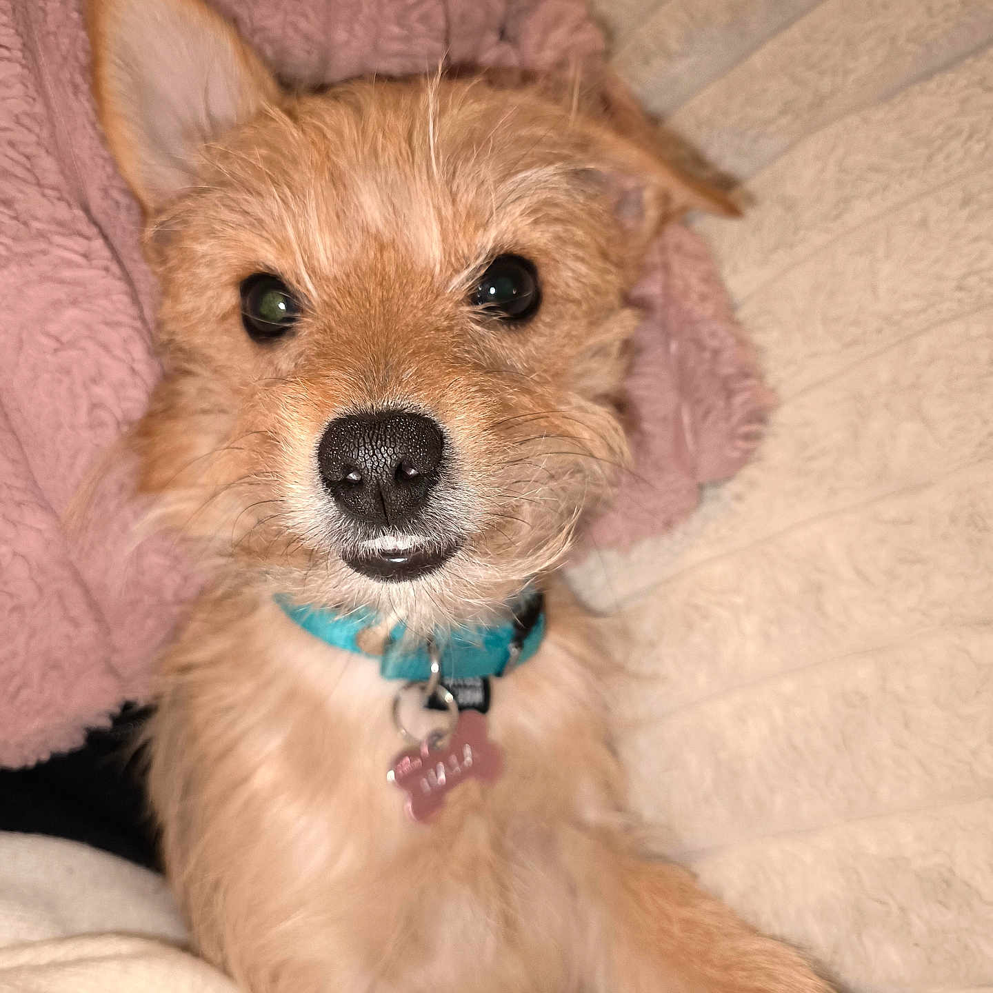 Nala participe au concours pour gagner de l'argent avec cette photo : animal, blanket, close_up, collar, cozy, cute, dog, ears, face, fluffy, fur, indoors, mouth, nose, pet, portrait, relaxed, scruffy, small_dog, tag