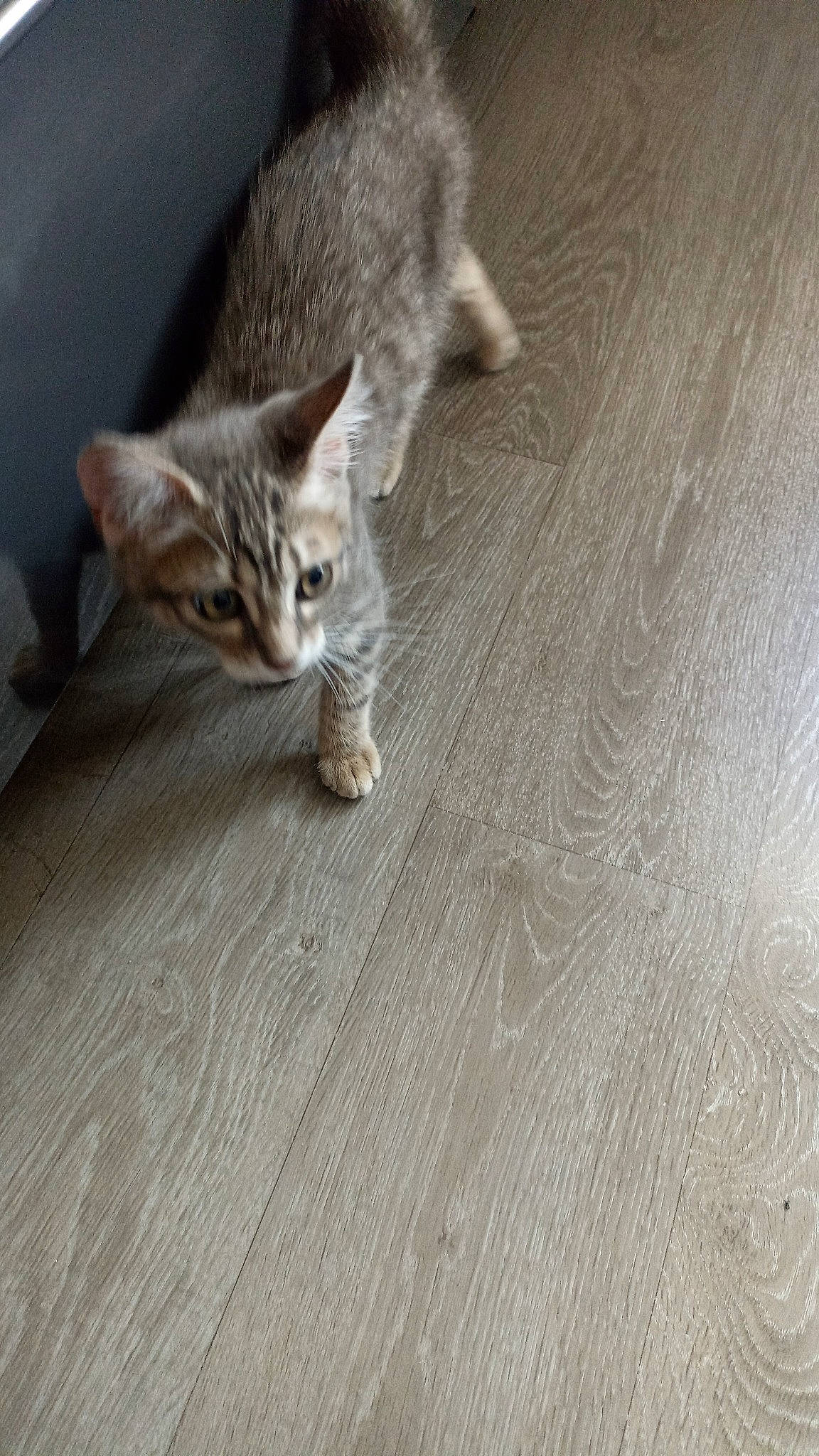 Simba a rejoint le concours — aidez-le/la à gagner de superbes lots ! carnivore, cat, comfort, domestic_short_haired_cat, felidae, floor, flooring, fur, grey, hardwood, laminate_flooring, paw, small_to_medium_sized_cats, snout, tail, varnish, whiskers, wood, wood_flooring, wood_stain