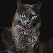 Freya a rejoint le concours — aidez-le/la à gagner de superbes lots ! cat, gray_cat, feline, pet, animal, portrait, green_eyes, fluffy_fur, sitting, looking_at_camera, indoor, dark_background, mammal, whiskers, close_up, soft_lighting, elegant, majestic, cute, domestic_animal