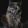 cat, gray_cat, feline, pet, animal, portrait, green_eyes, fluffy_fur, sitting, looking_at_camera, indoor, dark_background, mammal, whiskers, close_up, soft_lighting, elegant, majestic, cute, domestic_animal