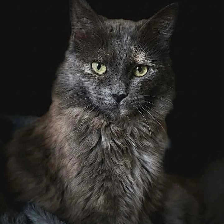 Freya a rejoint le concours — aidez-le/la à gagner de superbes lots ! cat, gray_cat, feline, pet, animal, portrait, green_eyes, fluffy_fur, sitting, looking_at_camera, indoor, dark_background, mammal, whiskers, close_up, soft_lighting, elegant, majestic, cute, domestic_animal