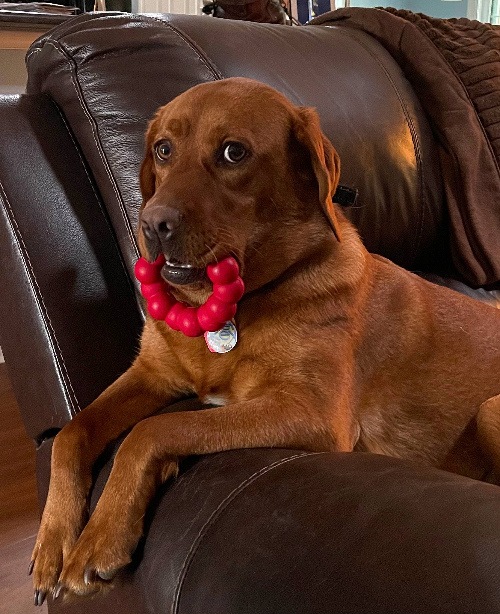 Rosie joined the competition — help win amazing prizes! canidae, carnivore, chair, collar, comfort, companion_dog, dog, dog_breed, dog_collar, dog_supply, fawn, fur, gun_dog, liver, pet_supply, pointing_breed, snout, sporting_group, whiskers, working_animal