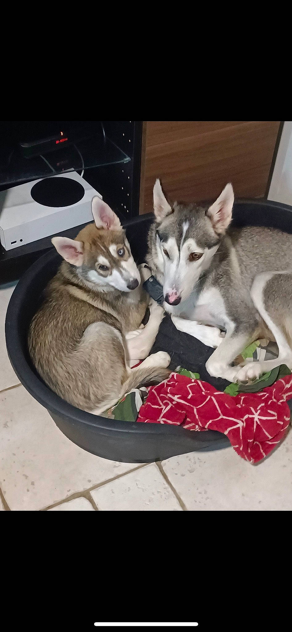 Tomy a rejoint le concours — aidez-le/la à gagner de superbes lots ! canidae, carnivore, cat, comfort, companion_dog, dog_breed, domestic_short_haired_cat, felidae, fur, input_device, mobile_phone, mouse, paw, peripheral, photo_caption, small_to_medium_sized_cats, snout, tableware, tail, whiskers