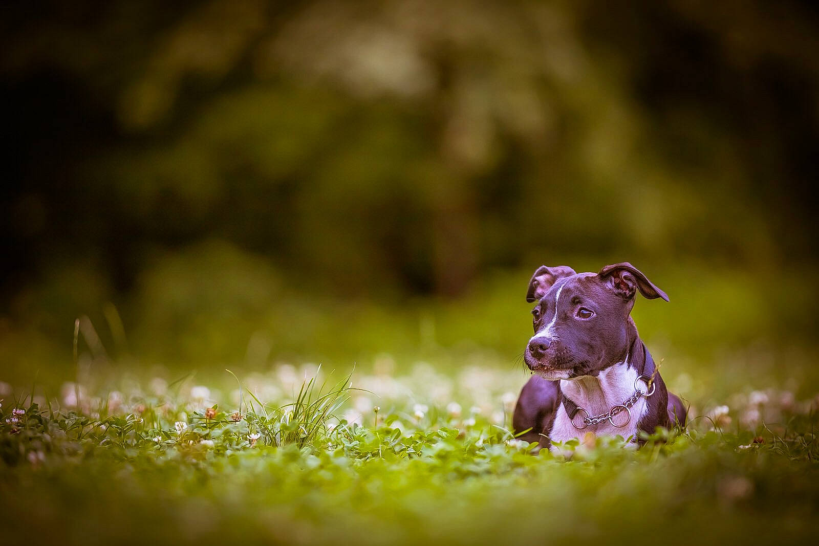 Betty participe au concours pour gagner de l'argent avec cette photo : american_pit_bull_terrier, american_staffordshire_terrier, canidae, carnivore, dog, dog_breed, ear, fawn, flower, grass, great_dane, green, guard_dog, non_sporting_group, pit_bull, plant, pointer, puppy, snout, sporting_group