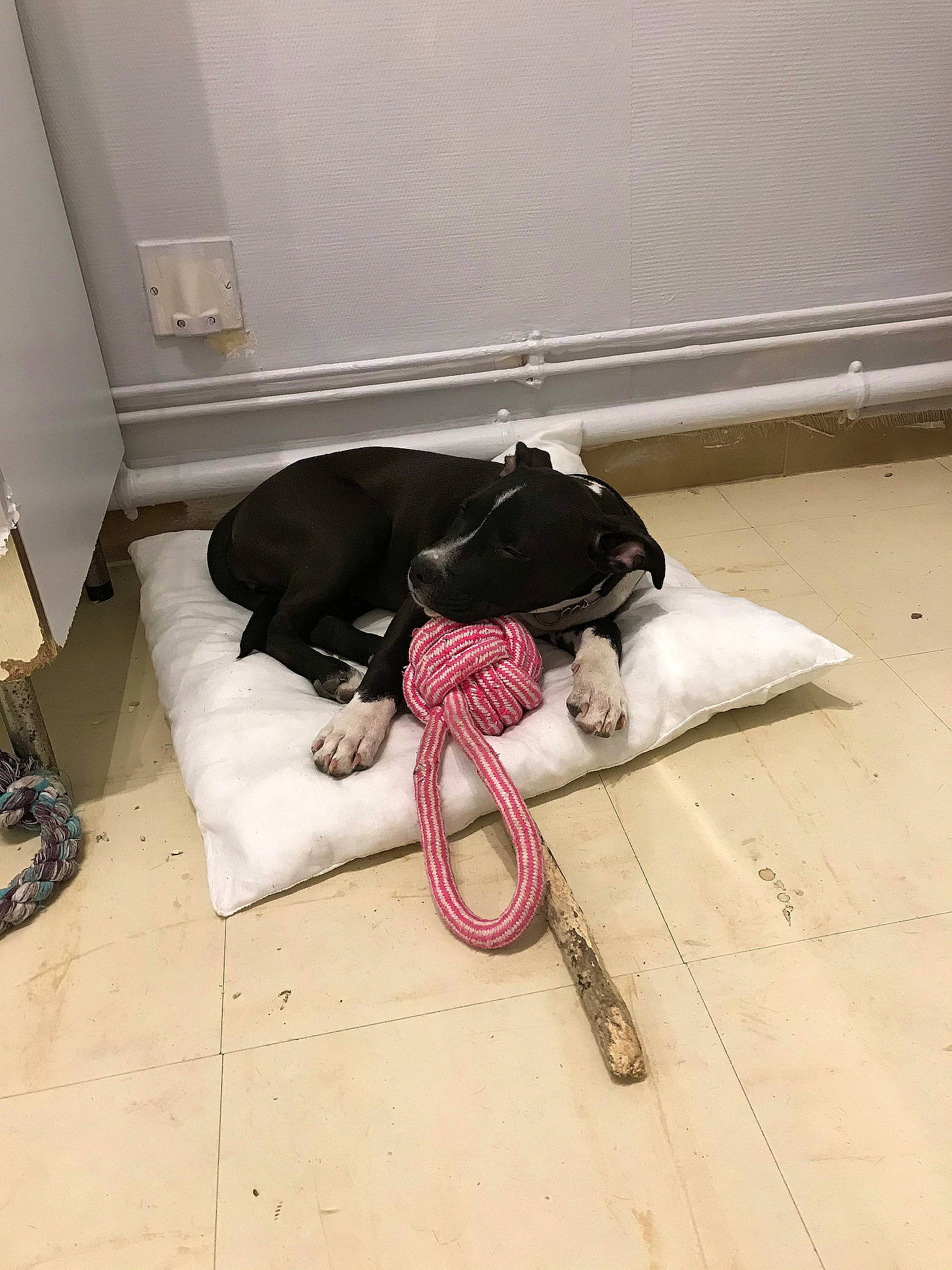 Betty participe au concours pour gagner de l'argent avec cette photo : canidae, companion_dog, dog_breed, floor, leash, non_sporting_group, snout, sporting_group