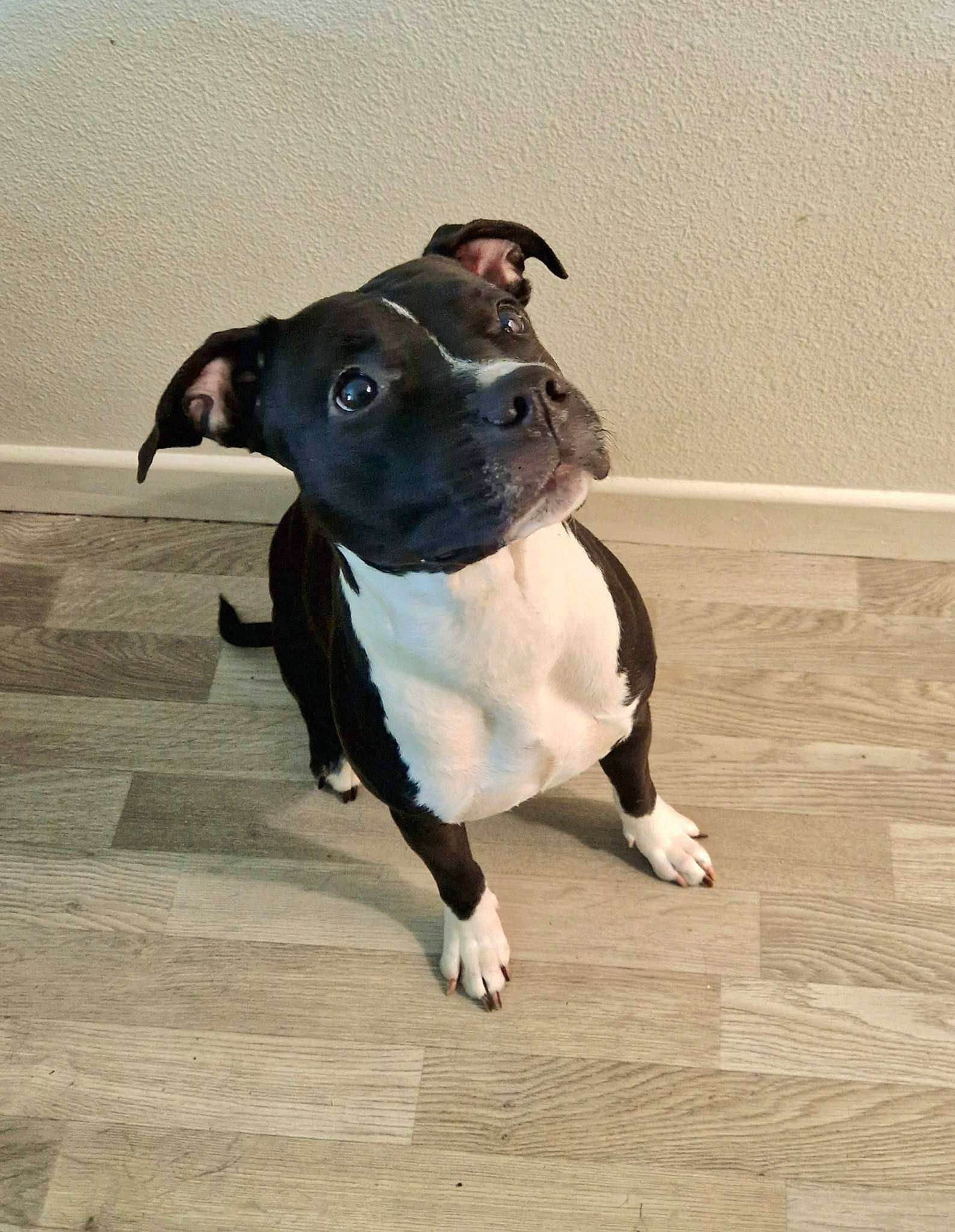 Betty participe au concours pour gagner de l'argent avec cette photo : boston_terrier, canidae, carnivore, collar, companion_dog, dog, dog_breed, dog_collar, fawn, flooring, hardwood, paw, pet_supply, snout, sporting_group, terrestrial_animal, wood, wood_flooring, working_animal, working_dog