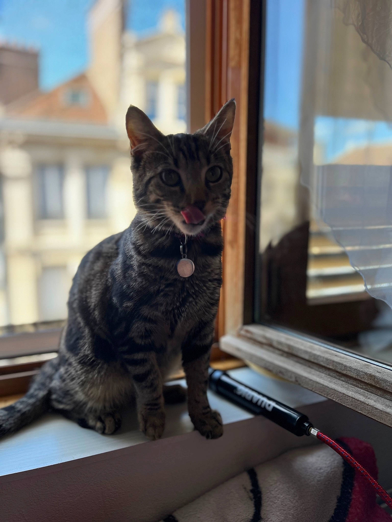 Zeyna participe au concours pour gagner de l'argent avec cette photo : carnivore, cat, claw, domestic_short_haired_cat, felidae, fur, glass, grey, paw, sitting, sky, small_to_medium_sized_cats, snout, tail, tree, whiskers, window, wood