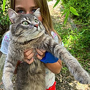 Wagou a rejoint le concours — aidez-le/la à gagner de superbes lots ! child, cat, gray_cat, outdoor, greenery, plants, nature, holding, pet, fluffy, wide_eyes, curious, girl, young, portrait, daylight, pathway, grass, summer, animal