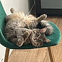 Wagou participe au concours pour gagner de l'argent avec cette photo : cat, gray_cat, fluffy, chair, green_chair, wooden_floor, indoor, pet, animal, feline, cute, relaxed, lying_down, playful, whiskers, tail, ears, paws, house, cozy
