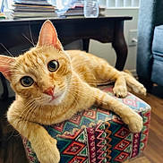 Meow Meow joined the competition — help win amazing prizes! cat, orange_tabby, pet, indoor, furniture, ottoman, patterned, curious, wide_eyes, whiskers, wooden_floor, table, stack_of_papers, water_bottle, relaxed, close_up, domestic, cozy, home, animal