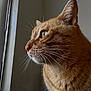 Meow Meow is registered to the contest to win money with this photo: animal, cat, close_up, contemplative, domestic_cat, feline, fur, ginger_cat, indoor, looking_out, natural_light, pet, portrait, profile, quiet, side_view, soft_light, still_life, whiskers, window