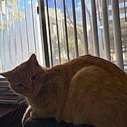 Meow Meow joined the competition — help win amazing prizes! animal, cat, chair, cozy, curious, daylight, domestic_cat, fur, furniture, ginger_cat, home, indoor, looking, pet, resting, shadow, sunlight, vertical_blinds, whiskers, window