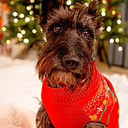 Presley is registered to the contest to win money with this photo: dog, scottish_terrier, red_sweater, christmas_tree, holiday, festive, lights, decorations, cozy, blanket, pet, indoors, portrait, cute, fur, animal, christmas, warm, seasonal, celebration