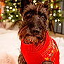dog, scottish_terrier, red_sweater, christmas_tree, holiday, festive, lights, decorations, cozy, blanket, pet, indoors, portrait, cute, fur, animal, christmas, warm, seasonal, celebration