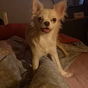 Daviaud Perle participe au concours pour gagner de l'argent avec cette photo : animal, bed, blanket, canine, chihuahua, cozy, cute, dog, domestic_animal, ears, face, fur, furniture, happy, indoor, looking, pet, small_dog, standing, tongue