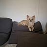 Perle participe au concours pour gagner de l'argent avec cette photo : dog, small_dog, cream_colored, couch, cushions, indoor, pet, animal, living_room, relaxed, lying_down, fur, ears, face, looking, domestic, household, comfort, resting, home