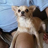 Perle participe au concours pour gagner de l'argent avec cette photo : dog, chihuahua, small_dog, pet, animal, light_tan, fluffy_ears, alert, curious, person, knee, blue_shirt, shorts, indoor, couch, casual, sitting, fur, companion, cute