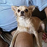 dog, chihuahua, small_dog, pet, animal, light_tan, fluffy_ears, alert, curious, person, knee, blue_shirt, shorts, indoor, couch, casual, sitting, fur, companion, cute